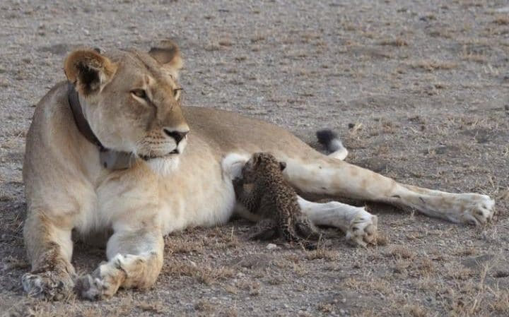 Mali leopard i veliki lav