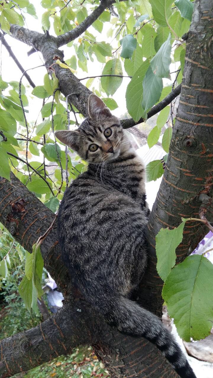 Maca na drvetu (Foto: Petar Zeljković)