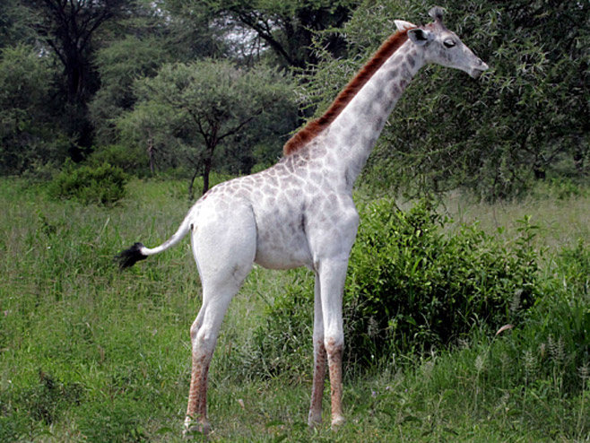 Bijela žirafa - Foto: The Telegraph
