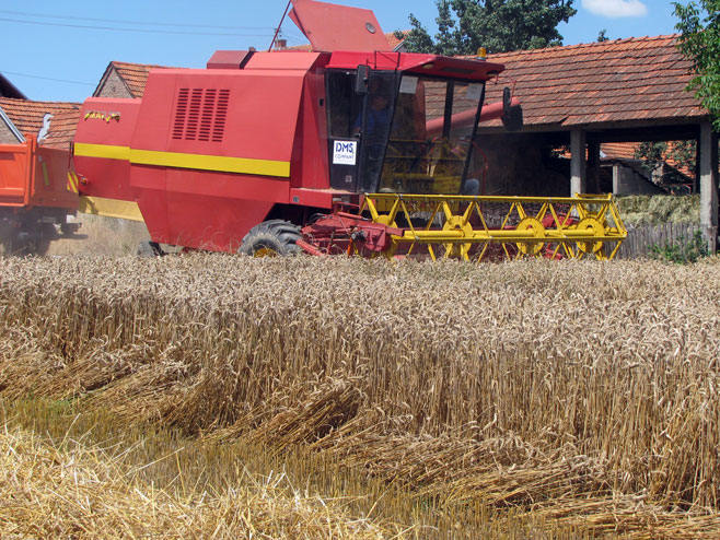Žetva pšenice - Foto: SRNA