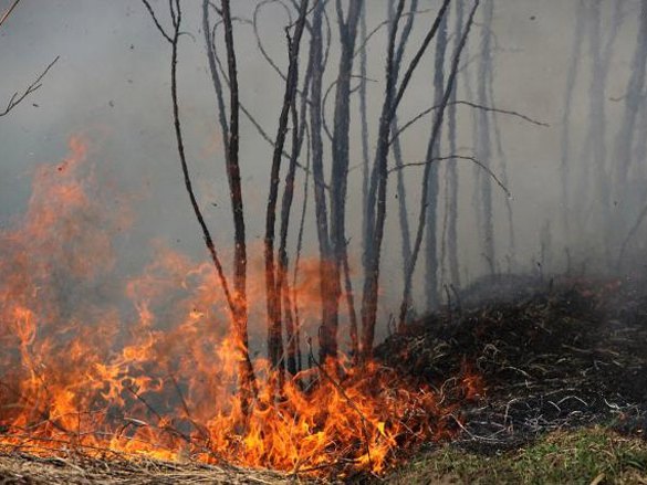Tivat, požar - Foto: TANЈUG