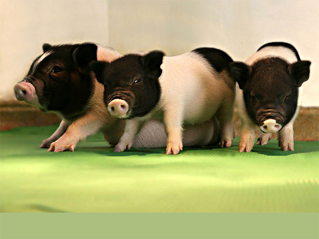 Genetski modifikovane svinje (foto: twitter.com) - 