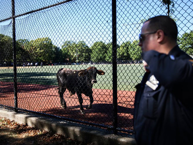 Njujork: Uhvaćen odbjegli bik - Foto: New York Times 