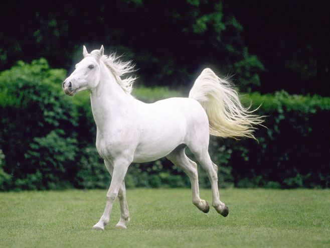 Bijeli konj - Foto: ilustracija