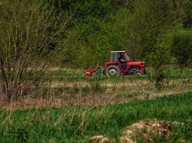 Poljoprivreda (Foto: TANJUG/ VLADIMIR ŠPORČIĆ) - 